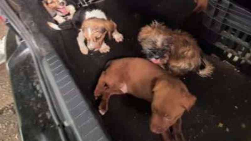 Policiais resgatam 22 cachorros em situação de maus-tratos em São Paulo