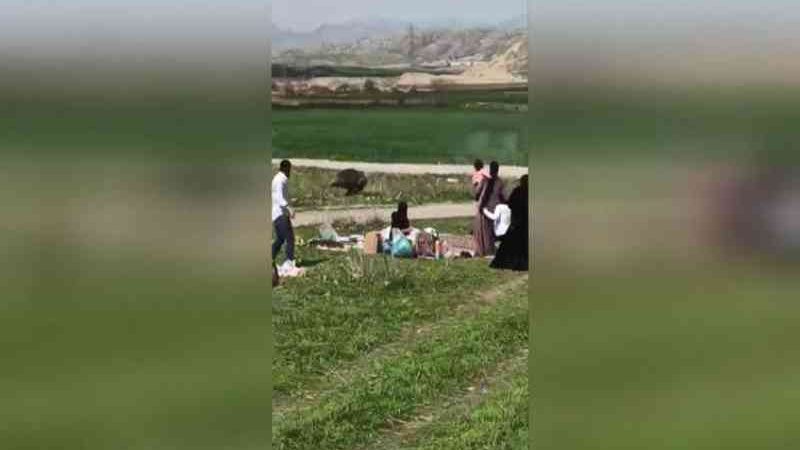 Público fica indignado após javali ser morto durante piquenique do festival Noruz, no Curdistão