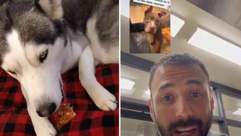 Tutores dão molhos apimentados para seus cães, postam vídeos e enfurecem veterinários