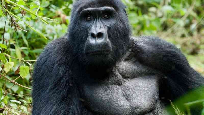 Gorilas-das-montanhas acolhem os que perderam a mãe, mostra estudo