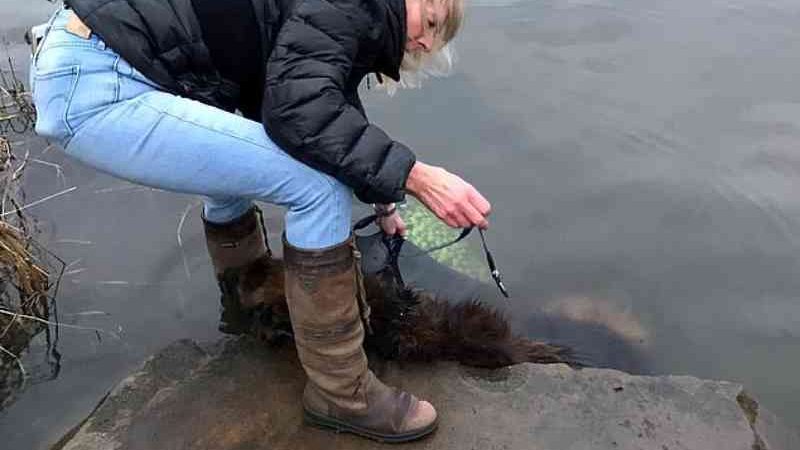 Cachorra que lutou por horas após ser amarrada a pedra e jogada em rio procura um novo lar