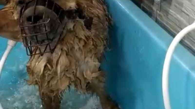 Cachorro abandonado sem água e comida é resgatado em casa em União dos Palmares, AL