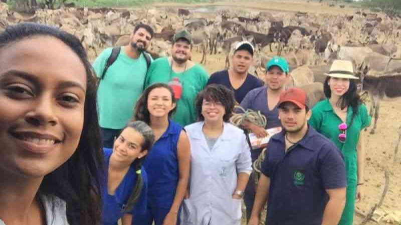 Alunos de Veterinária publicam artigos sobre ação contra abate de jumentos na Bahia