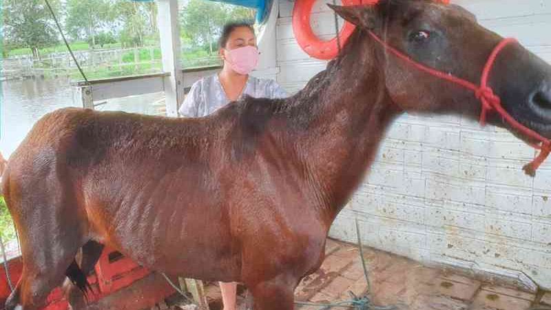 Amarrado há três dias sem comida, cavalo é resgatado por policiais no Amazonas