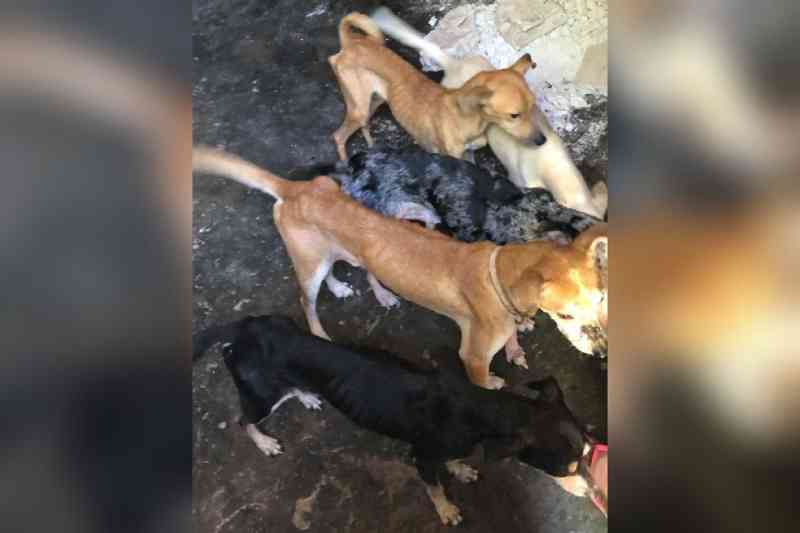 Sete cães e uma iguana são resgatados pela Polícia Civil com sinais de maus-tratos em Fortaleza; tutor é preso