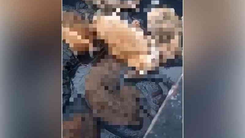 Contêiner com cachorros mortos é encontrado em rua da Grande Fortaleza (CE) e caso é investigado pela polícia