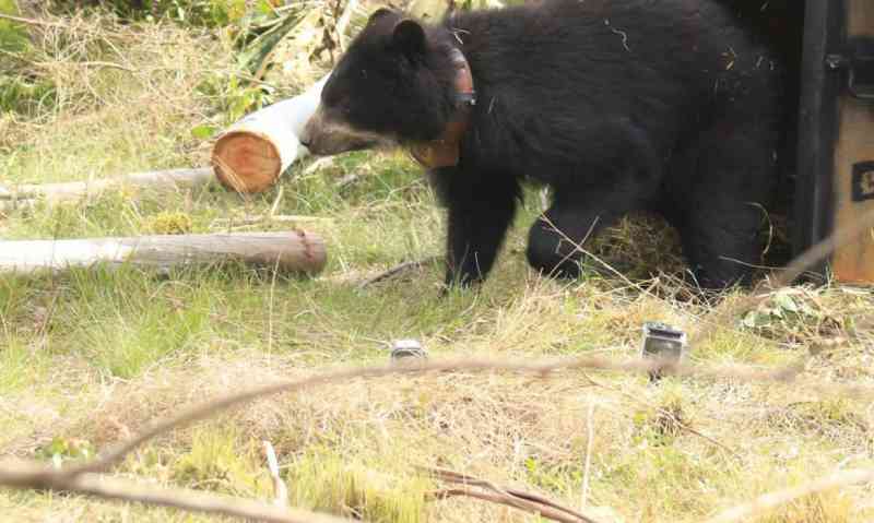 Ursa andina é devolvida à natureza
