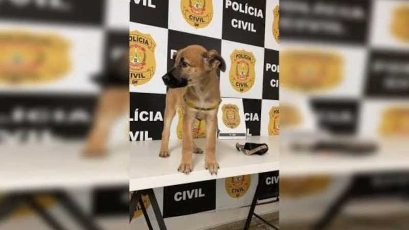 Vídeo: PCDF resgata filhote de cachorro criado em gaiola na Asa Sul, em Brasília