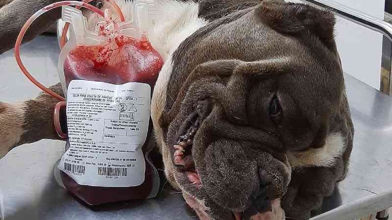‘Aumigos’: hospital veterinário no DF recebe doação de sangue de animais