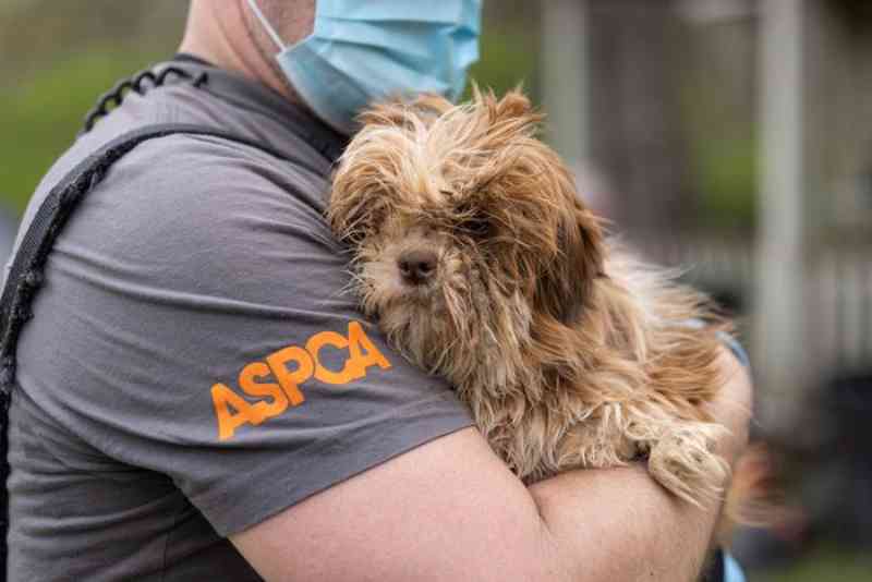 Resgatados 30 cães que viviam em ‘condições imundas e de superlotação’ no Alabama, EUA