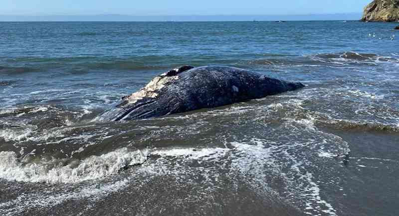 Em apenas 9 dias, 4 baleias aparecem mortas em São Francisco, nos EUA; fotos