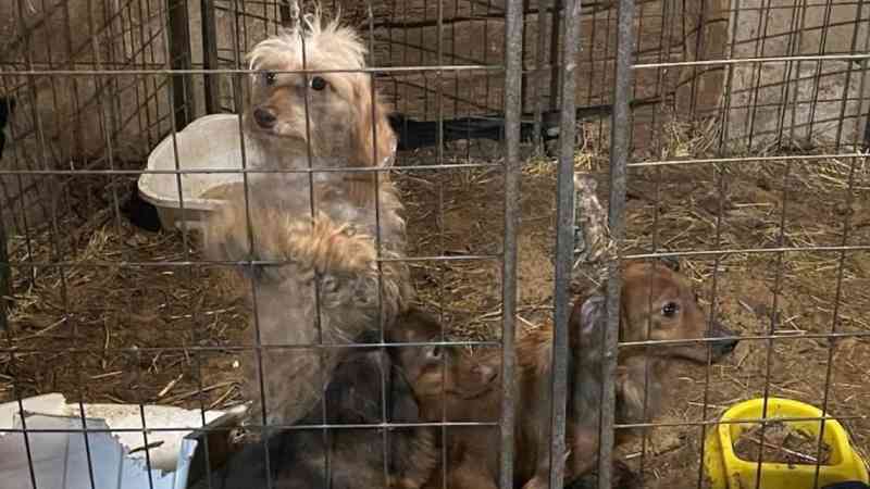 141 animais são resgatados de fábrica de filhotes no Condado de Adair, EUA