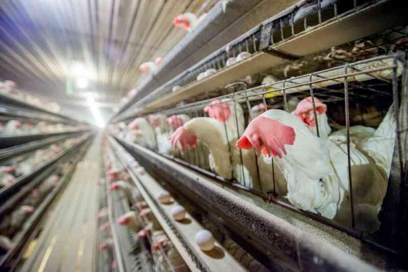Proibir as gaiolas de galinhas não vai tornar os ovos ‘humanizados’