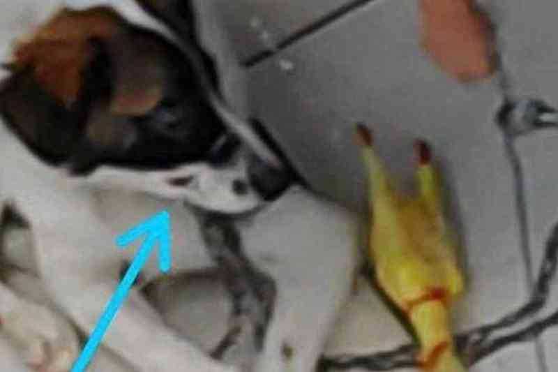 Amordaçado com lacre plástico para não latir, cão é resgatado em Goiânia, GO; tutor é preso