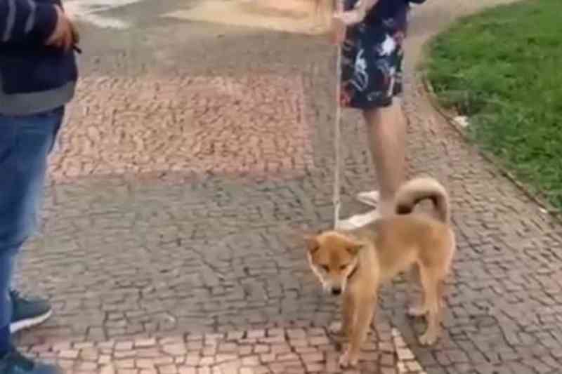 Moradora reage com indignação ao ver cão com coleira que dá choque em Goiânia; vídeo