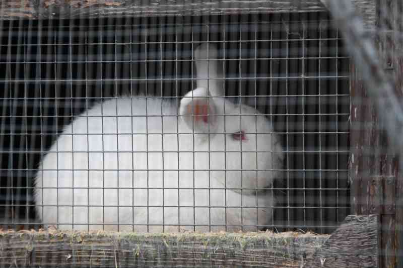 Investigadores encontram condições terríveis nos criatórios de coelhos na Inglaterra; petições