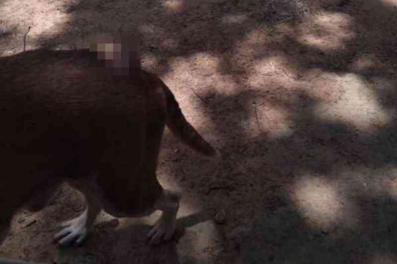 Cães são esfaqueados após entrarem em quintal de vizinho em Timon, MA