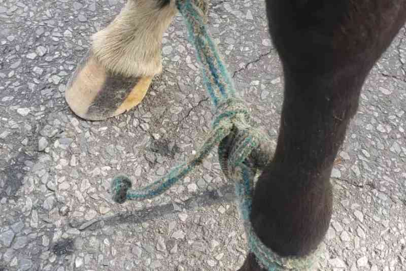 Aumento de maus-tratos a cavalos na região de Belo Horizonte preocupa protetores de animais