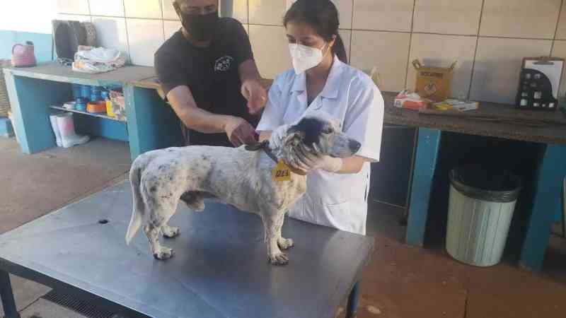Cão violentado por idoso em Campo Grande (MS) é localizado e passa por exames