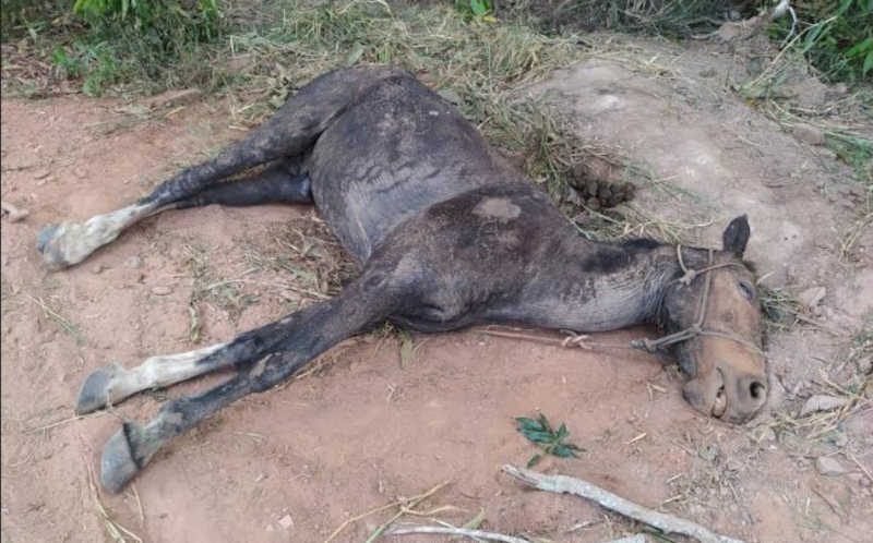 Cavalo morre abandonado em valeta e tutor do animal é preso