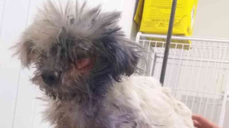 Cachorrinho resgatado ‘sem olho’ não era da idosa que se mudou, diz polícia