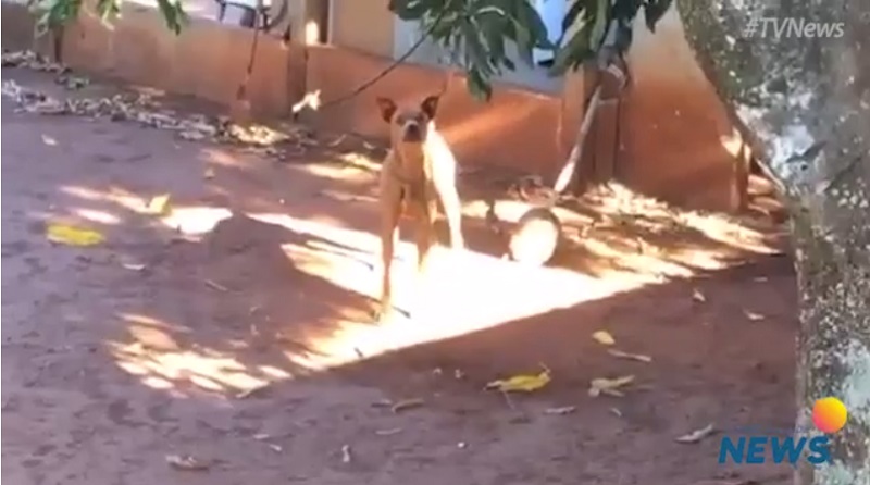 Cachorro é preso pelo pescoço por 5 dias e moradores denunciam em Campo Grande, MS