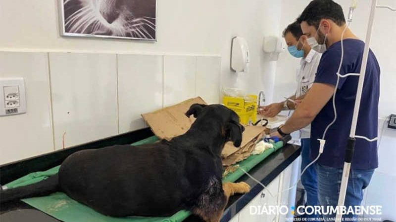 Cão sofre maus-tratos e grupo faz ‘vaquinha online’ para pagar custos do tratamento