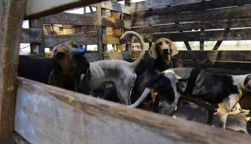 Depois de 1 ano e meio, ONG que resgatou 40 cães de caça vive impasse judicial por guarda dos animais em MS