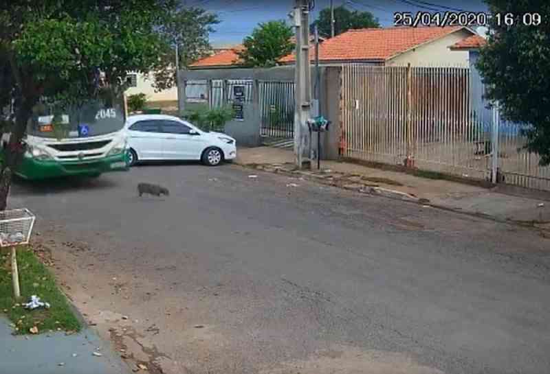 Vídeo: ônibus atropela e mata cachorro em Cuiabá, MT; motorista é apenas advertido