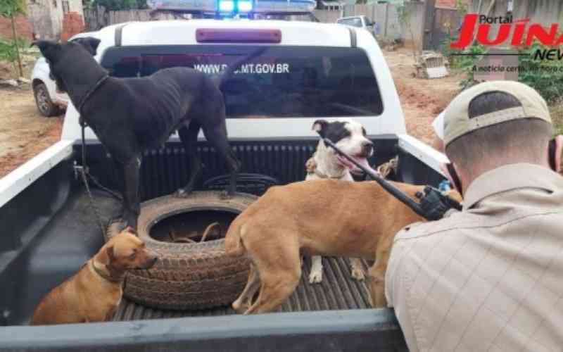 Nove cães abandonados em local com arame energizado são resgatados em Juína, MT; um cão estava morto