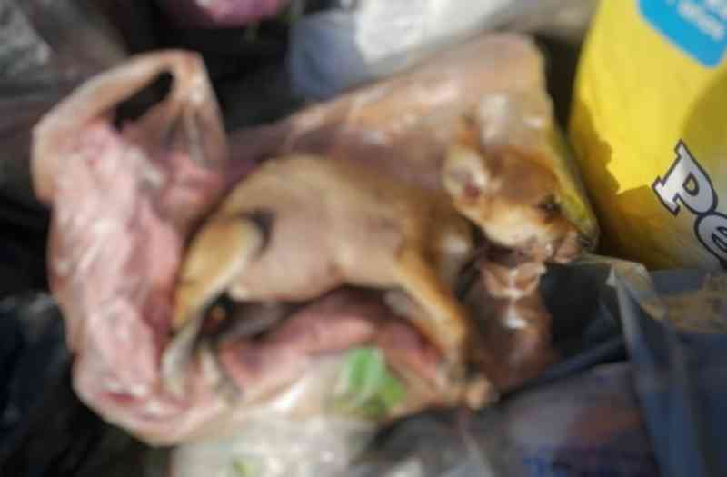 Cachorrinha jogada no lixo morre em Coatzacoalcos, México