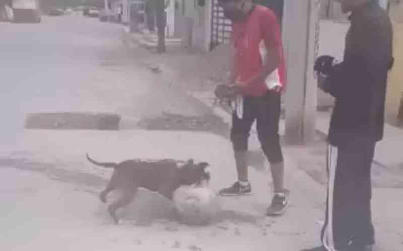 Jovens treinam pit bull para rinhas com cães de rua