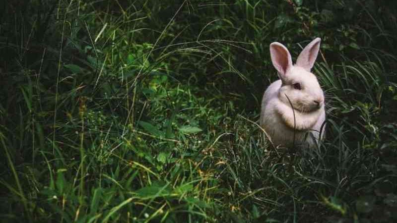 Numa cidade na Nova Zelândia, a Páscoa resume-se a exterminar coelhos