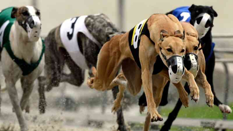 Exame revela aplicação de drogas em galgo após cadela vencer corrida na Nova Zelândia