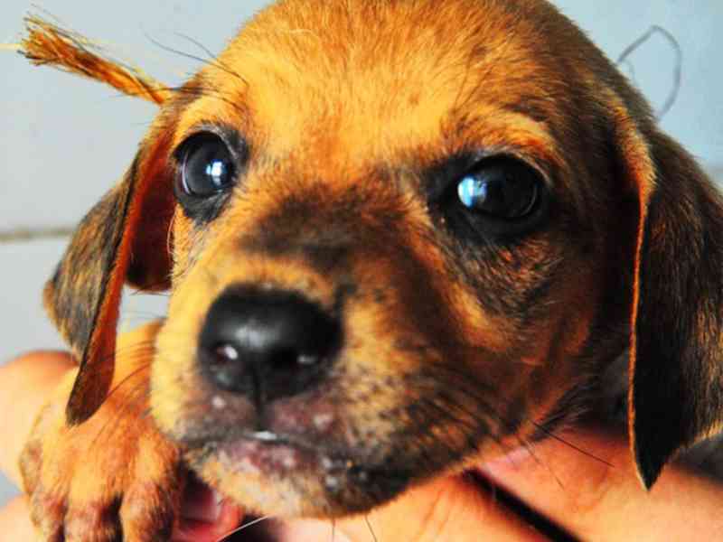 Centro de Zoonoses de João Pessoa (PB) abre agendamento para 336 cirurgias de esterilização de cães e gatos