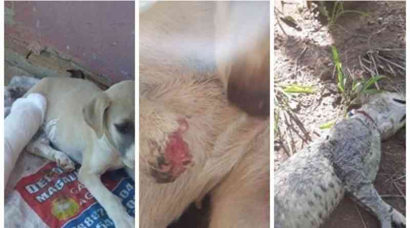 Gatos e cães estão sendo maltratados e mortos envenenados e a pauladas no Vale do Piancó, PB