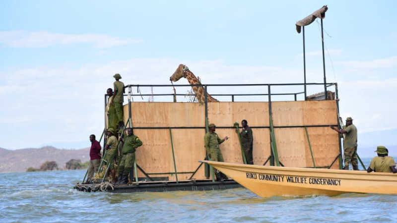 Girafas são resgatadas de ilha que está desaparecendo no Quênia