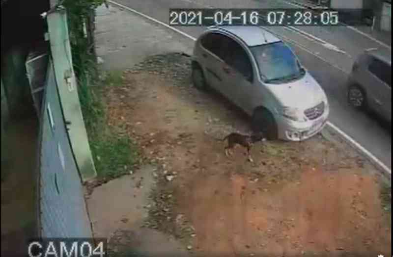Câmera flagra abandono de cachorro na porta de ONG em Volta Redonda (RJ) dois dias após adoção
