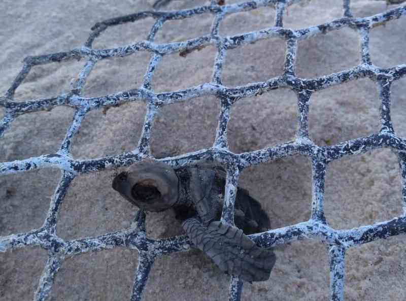 Três tartarugas são encontradas mortas em praias de Nísia Floresta, no litoral do RN