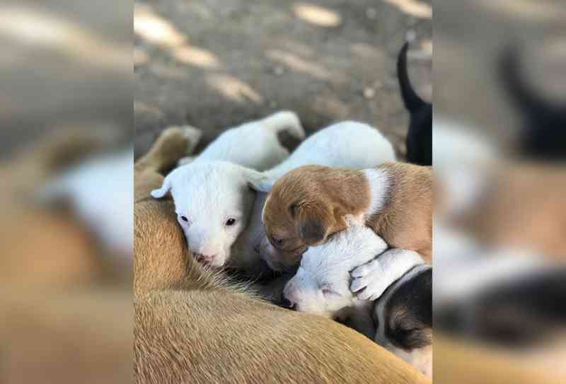 Filhotes de cachorro são encontrados abandonados dentro de mala, em Dom Pedrito, RS