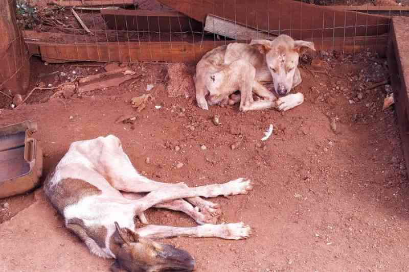 Mais de 40 cães em situação de maus-tratos são localizados em canil clandestino no RS