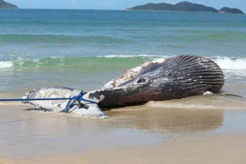 Baleia jubarte de quase 8 metros é encontrada morta na praia do Pântano Sul, em Florianópolis, SC