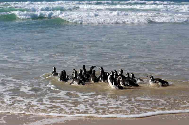 Grupo de pinguins é solto em praia de Florianópolis; fotos