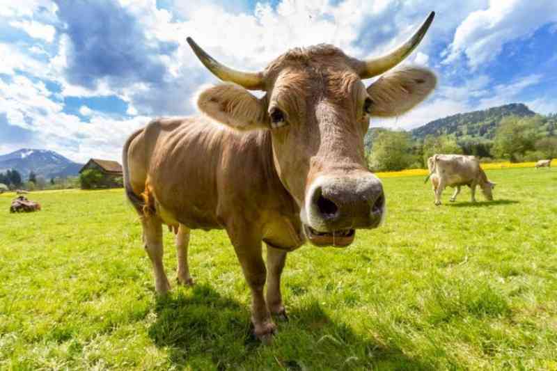 Cabeça de vaca decapitada por sequestradores de gado é encontrada em Tijucas, SC