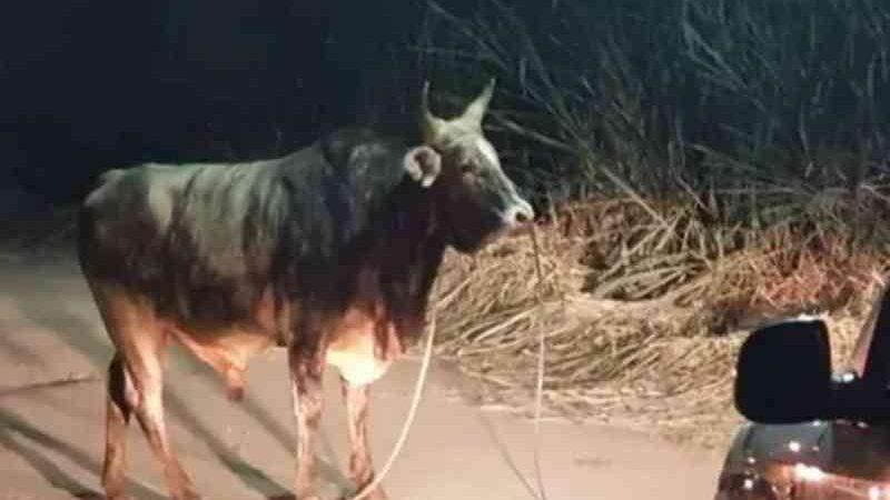 Farra do boi: animal solto em rua é resgatado pela PM Ambiental em SC