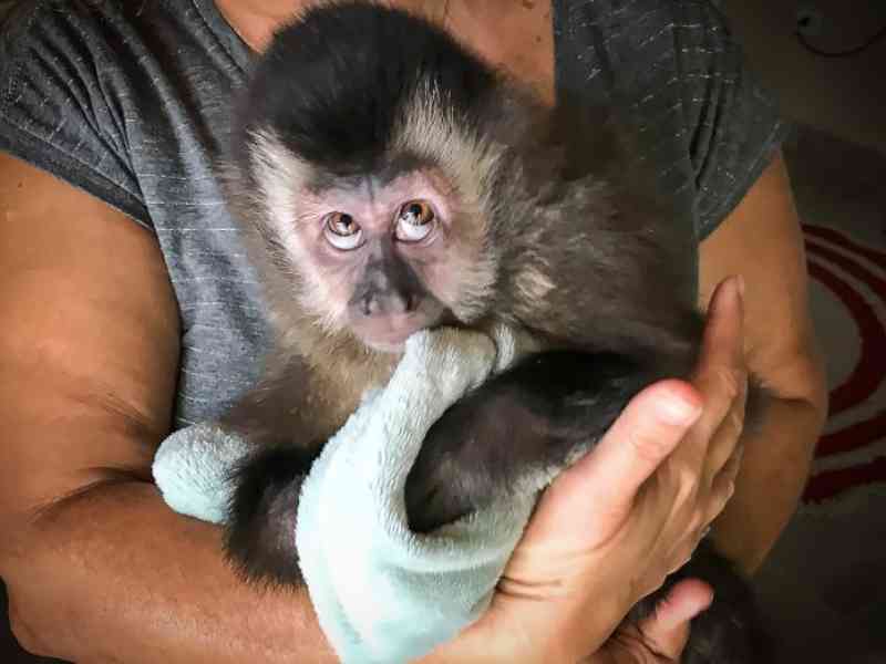 Filhote de macaco-prego é resgatado de cativeiro em Caraguatatuba, SP