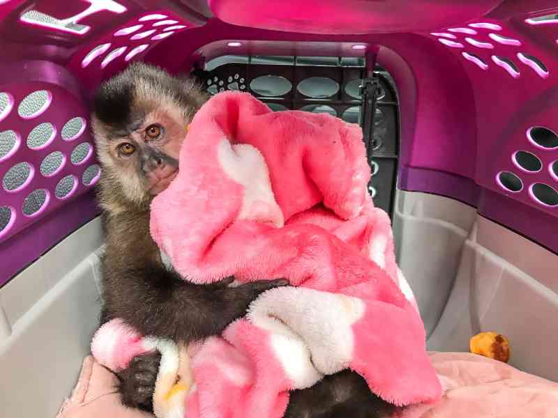 Guarda Municipal resgata macaco-prego abandonado em porta de