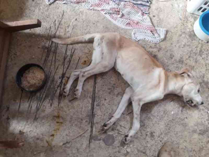 Borracheiro é preso em Piracicaba (SP) após cachorra morrer por maus-tratos
