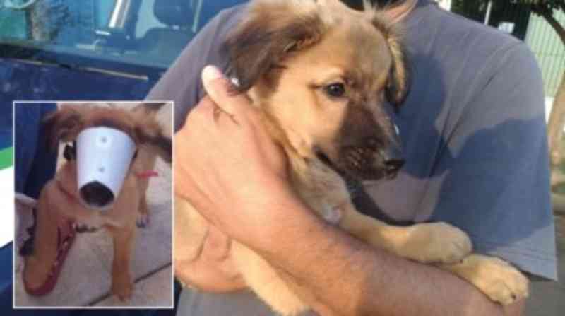 Cão amordaçado com focinheira é resgatado em Rio Claro, SP