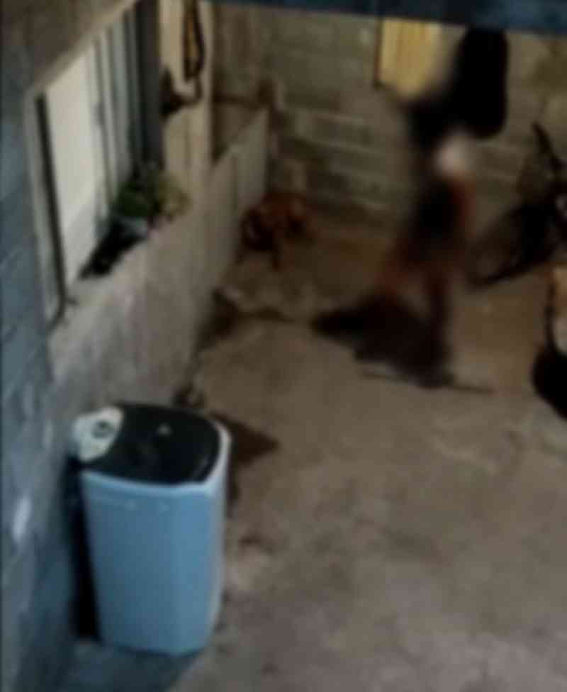 Mulher é detida por suspeita de agredir cachorro com cabo de vassoura em Suzano, SP